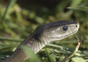 nguoi phu nu o tay ninh bi ran doc can nguy kich khi di lam dong 666.jpg