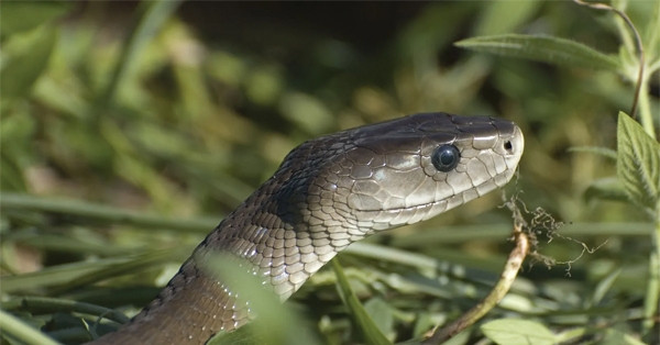 Người phụ nữ ở Tây Ninh bị rắn độc cắn nguy kịch khi ra đồng phun thuốc diệt cỏ nguoi phu nu o tay ninh bi ran doc can nguy kich khi di lam dong 666.jpg