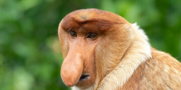 nham nhi hoang da o hon dao lon thu ba the gioi 2950.jpg