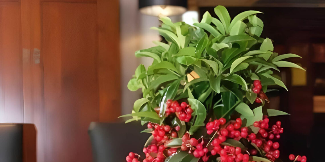 nhom cay nghenh tai nap phuc vua dep nha vua chieu tai ngay dau nam 306.jpg