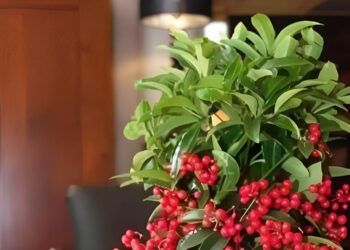 nhom cay nghenh tai nap phuc vua dep nha vua chieu tai ngay dau nam 306.jpg