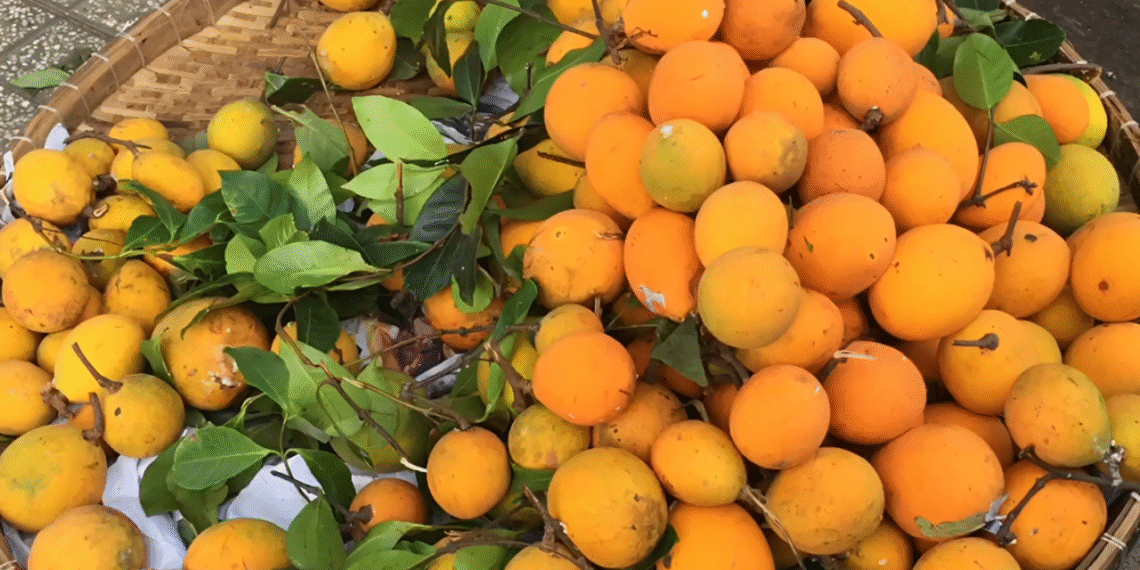 Sản vật miền Tây có múi giống mít, vị chua ngọt như măng cụt hút khách tìm mua san vat mien tay co mui giong mit vi chua ngot nhu mang cut hut khach tim mua 1254.png