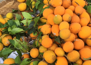 Sản vật miền Tây có múi giống mít, vị chua ngọt như măng cụt hút khách tìm mua san vat mien tay co mui giong mit vi chua ngot nhu mang cut hut khach tim mua 1254.png