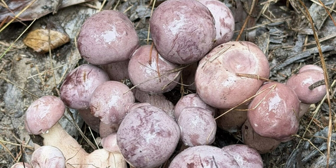 san vat troi ban doi mau than toc co tien cung kho mua o phu quoc 1196.jpg