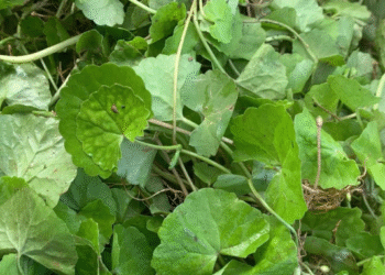 tac hai cua nuoc rau ma astiso chanh neu dung sai cach 1414.png