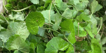 tac hai cua nuoc rau ma astiso chanh neu dung sai cach 1414.png