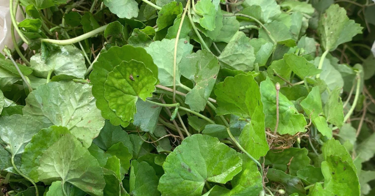 tac hai cua nuoc rau ma astiso chanh neu dung sai cach 1414.png