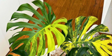 trau ba nam my dot bien vang nhieu nguoi quan niem la dong chay cua van khi 3248.png