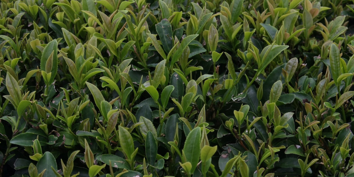 uong tra xanh trong 8 tuan co the cai thien dieu nay ro ret 850.jpeg