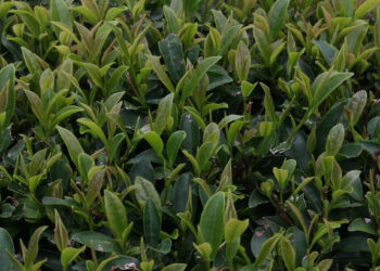 uong tra xanh trong 8 tuan co the cai thien dieu nay ro ret 850.jpeg