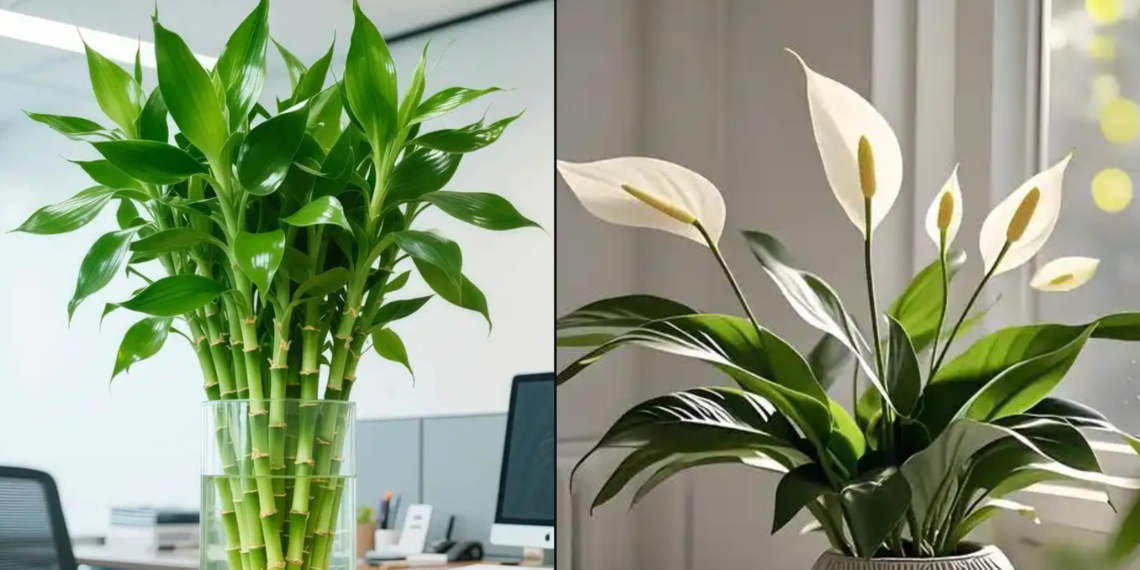 3 cap cay phong thuy nen dat cung nhau de tao nen the song hy 3104.png