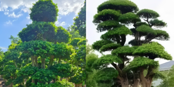 3 cap cay phong thuy trong trong nha giup hut tai loc giu vuong khi 3325.png