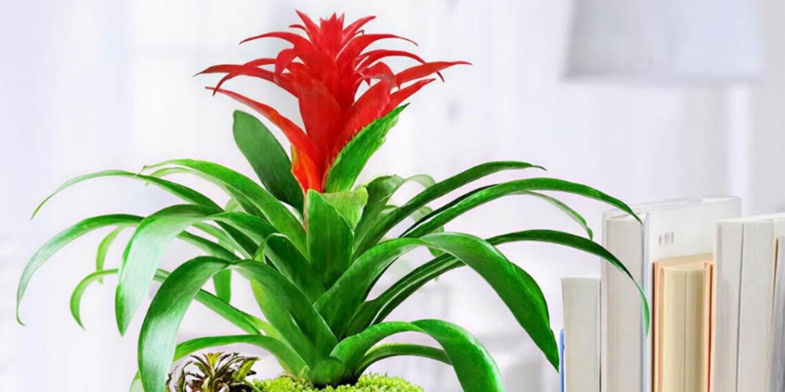 3 cây cảnh cho bàn làm việc: Đẹp, dễ sống, tăng năng lượng ngay lập tức 3 cay canh cho ban lam viec dep de song tang nang luong ngay lap tuc 1551.jpg