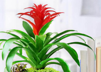 3 cây cảnh cho bàn làm việc: Đẹp, dễ sống, tăng năng lượng ngay lập tức 3 cay canh cho ban lam viec dep de song tang nang luong ngay lap tuc 1551.jpg