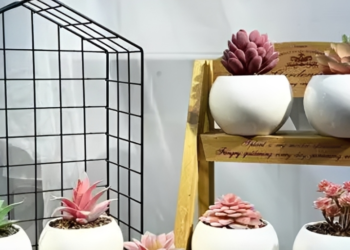 3 loai cay may man khong nen bo qua o goc hoc tap trong nha 530.png