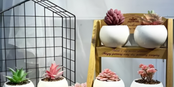 3 loai cay may man khong nen bo qua o goc hoc tap trong nha 530.png