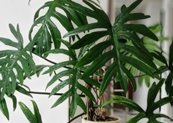 3 loai cay nen dat trong phong ngu 2920.png