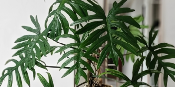 3 loai cay nen dat trong phong ngu 2920.png