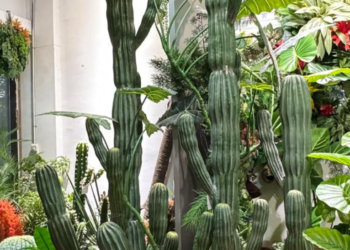 3 loai cay phong thuy nen can nhac truoc khi dat trong nha 2172.png