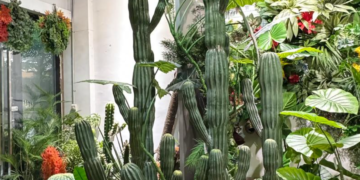 3 loai cay phong thuy nen can nhac truoc khi dat trong nha 2172.png