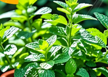 3 loai cay trong bep lam cho khong gian am cung tai loc nhu tu tim den 3699.png