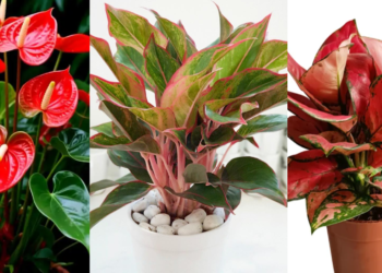 4 cay phong thuy giup nguoi menh hoa thang tien 3136.png