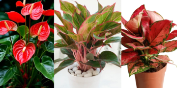 4 cay phong thuy giup nguoi menh hoa thang tien 3136.png