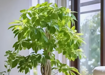 4 cay phong thuy hop menh moc giup thu hut tai loc va binh an 44.png