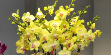 4 cay phong thuy hop nguoi menh tho giup vung vang va thu hut tai loc 2866.png