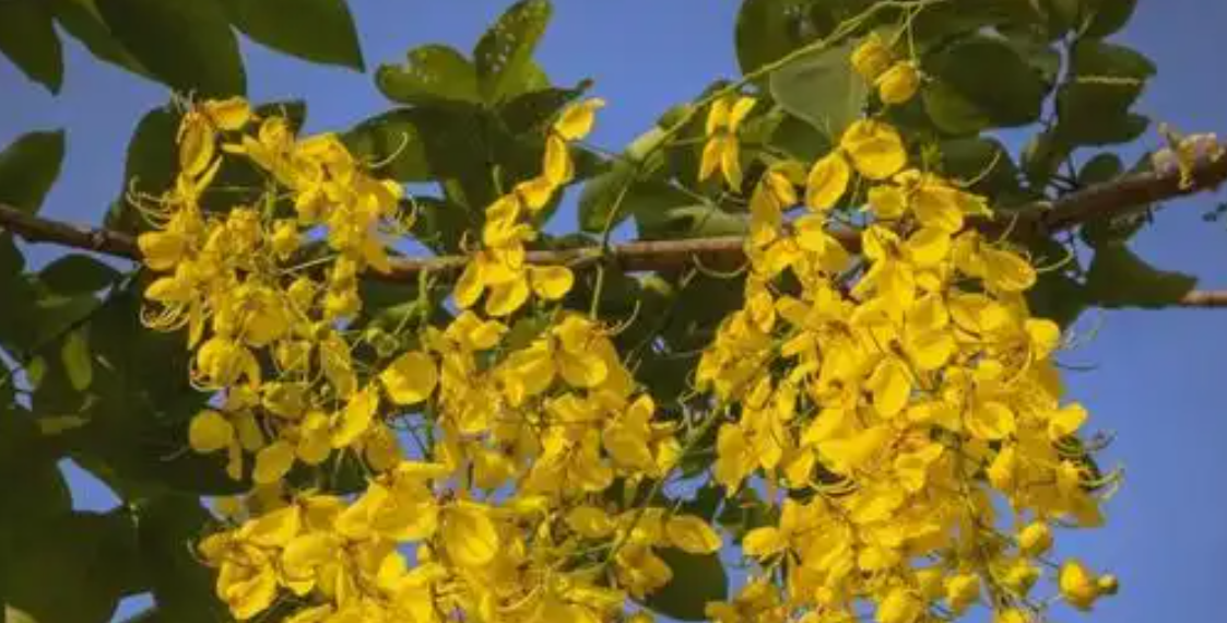 4 loại cây cảnh giúp góc nhỏ trong nhà bừng sức sống 4 loai cay canh giup goc nho trong nha bung suc song 2961.png