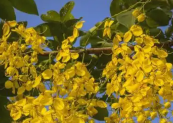 4 loai cay canh giup goc nho trong nha bung suc song 2961.png