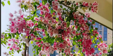 5 cay canh cuc de trong o ban cong it cham van xanh muot 2620.jpg