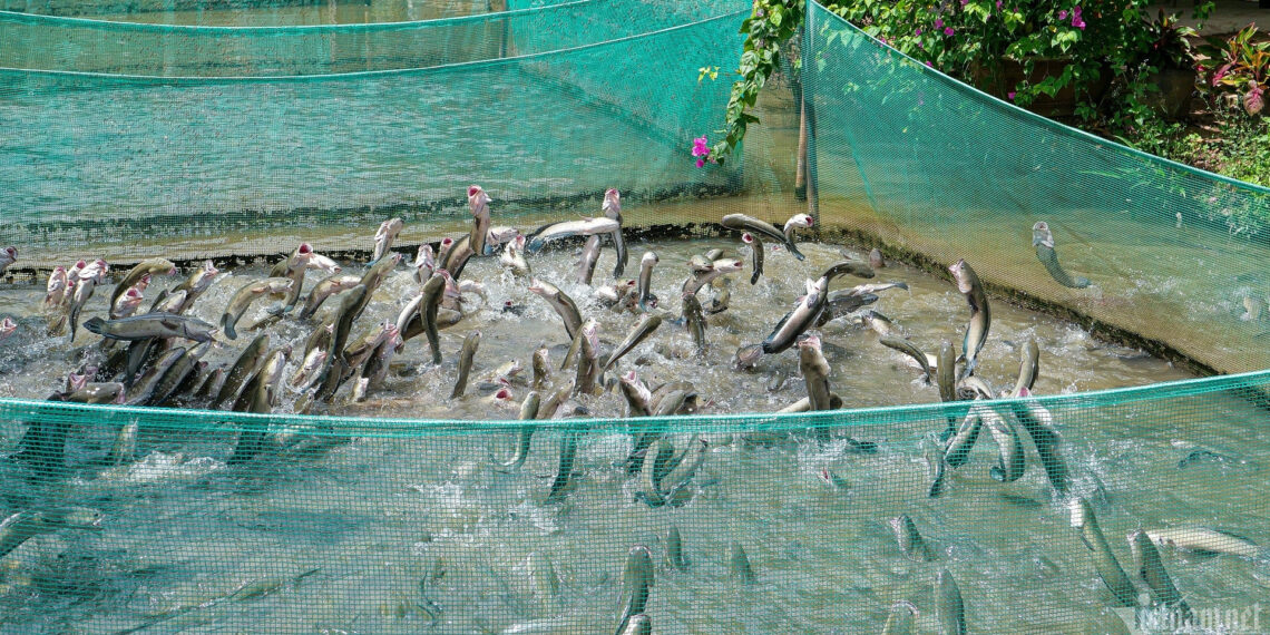 5 dep hai qua moc chi chit an hai san re 1956.jpg