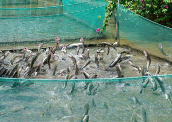 5 dep hai qua moc chi chit an hai san re 1956.jpg