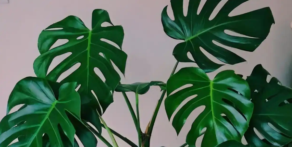 5 loại cây đẹp, mang ý nghĩa tài lộc, dễ trồng trong nhà 5 loai cay dep mang y nghia tai loc de trong trong nha 2355.png