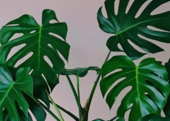 5 loai cay dep mang y nghia tai loc de trong trong nha 2355.png