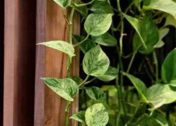 5 loại cây làm sang phòng khách: Đặt đúng giúp không gian trở nên sang trọng 5 loai cay lam sang phong khach dat dung giup khong gian tro nen sang trong 2945.png