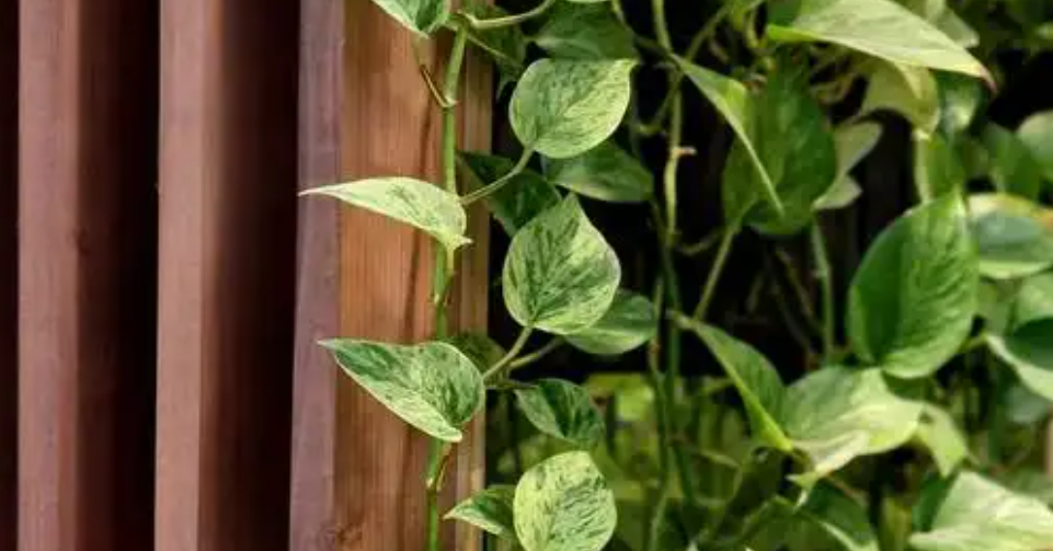 5 loại cây làm sang phòng khách: Đặt đúng giúp không gian trở nên sang trọng 5 loai cay lam sang phong khach dat dung giup khong gian tro nen sang trong 2945.png