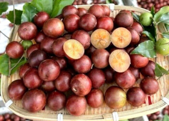 5 qua dac san o an giang moc chi chit vi chua ngot la mieng hap dan du khach 1138.jpg