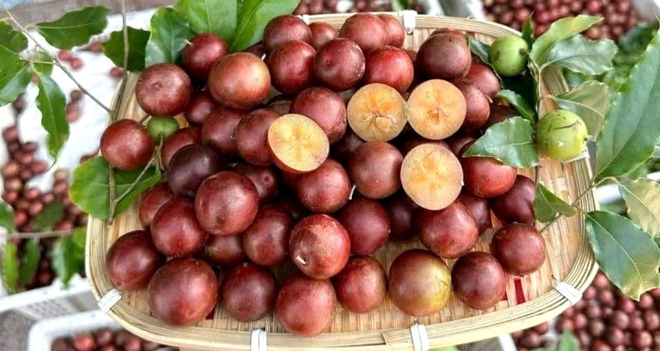 5 quả đặc sản ở An Giang mọc chi chít, vị chua ngọt lạ miệng hấp dẫn du khách 5 qua dac san o an giang moc chi chit vi chua ngot la mieng hap dan du khach 1138.jpg