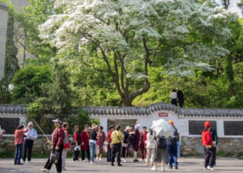 cay co thu 200 nam no 10 ngay roi tan hut nghin nguoi toi chiem nguong 516.jpg
