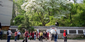 cay co thu 200 nam no 10 ngay roi tan hut nghin nguoi toi chiem nguong 516.jpg