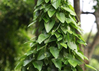 cay day leo moc hoang giup loi tieu giam tieu buot tieu rat 1361.jpg