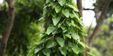 cay day leo moc hoang giup loi tieu giam tieu buot tieu rat 1361.jpg