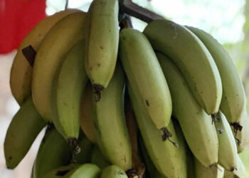 chuyen gia khuyen ban nen an bao nhieu qua chuoi moi ngay 2091.jpg