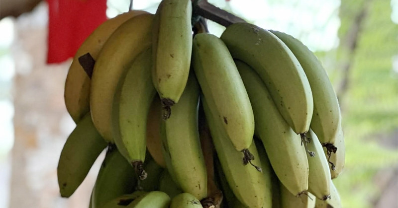 Chuyên gia khuyên bạn nên ăn bao nhiêu quả chuối mỗi ngày? chuyen gia khuyen ban nen an bao nhieu qua chuoi moi ngay 2091.jpg