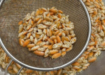 dac san chi lui khong tien o phu quoc nhin giong de nhung vi ngon nhu tom 3271.jpg