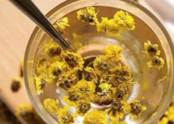 Điều bất ngờ khi uống mỗi ngày một ly trà hoa cúc dieu bat ngo khi uong moi ngay mot ly tra hoa cuc 2415.jpg