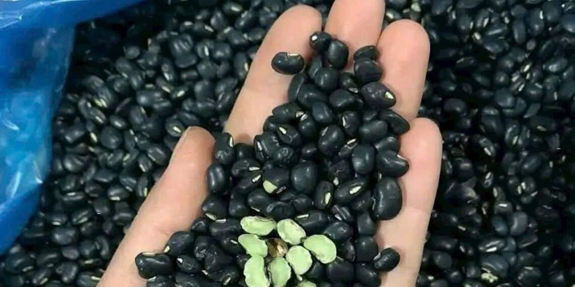 Đỗ đen thanh nhiệt, thải độc nhưng người huyết áp thấp không nên dùng do den thanh nhiet thai doc nhung nguoi huyet ap thap khong nen dung 2409.jpg