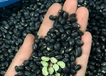 do den thanh nhiet thai doc nhung nguoi huyet ap thap khong nen dung 2409.jpg